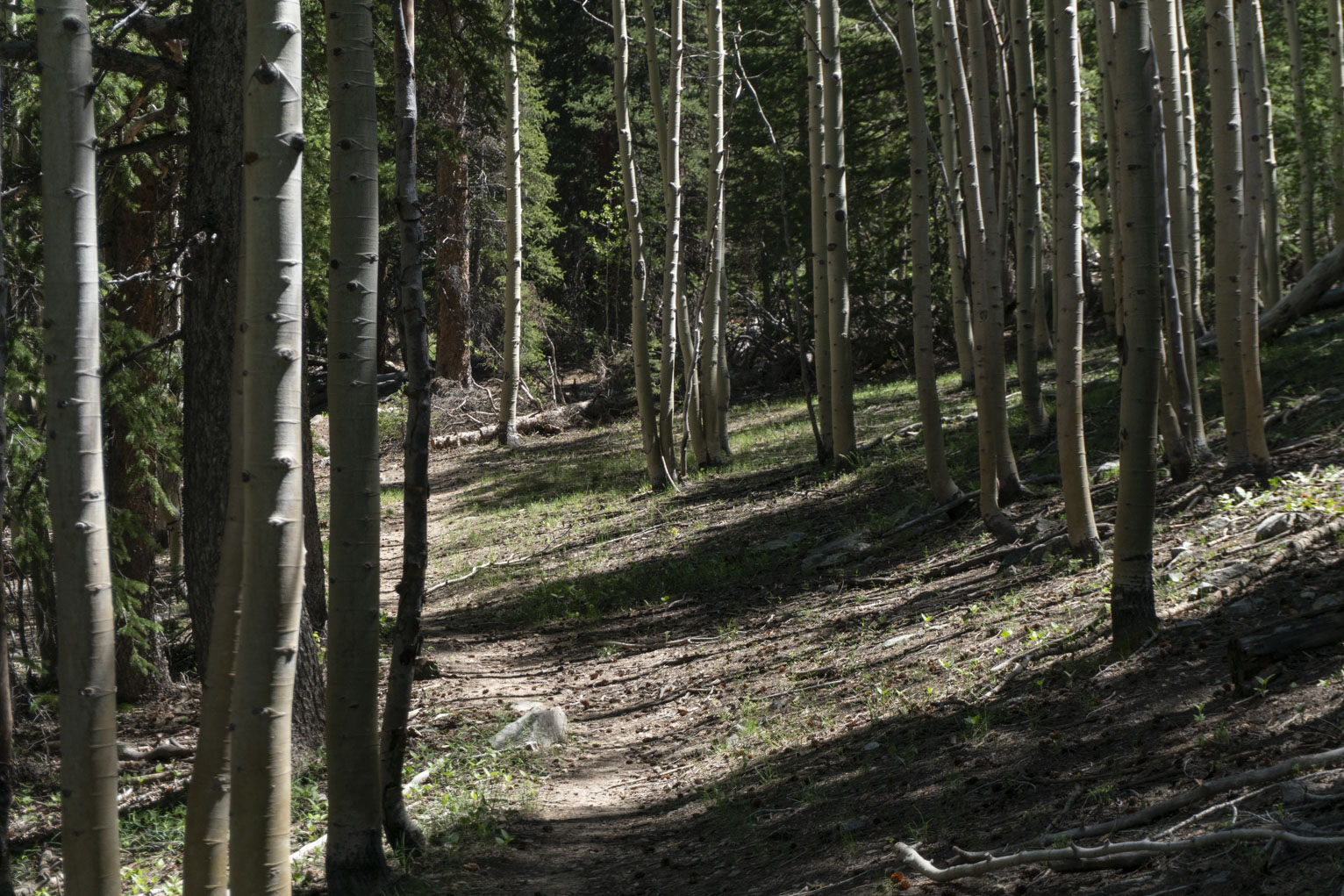 Light brown smooth aspen trunks in moody forest lighting